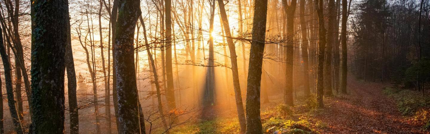 ties-programs-banner